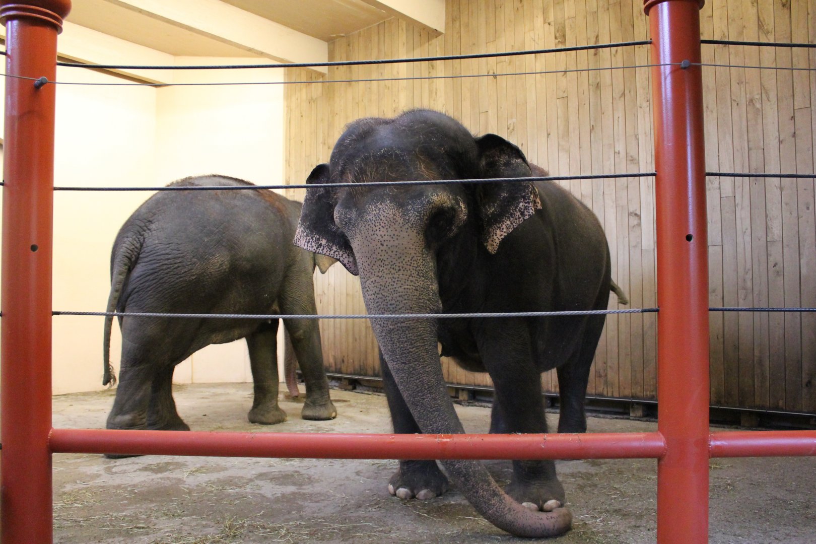 Mai-Thai and Schottzie