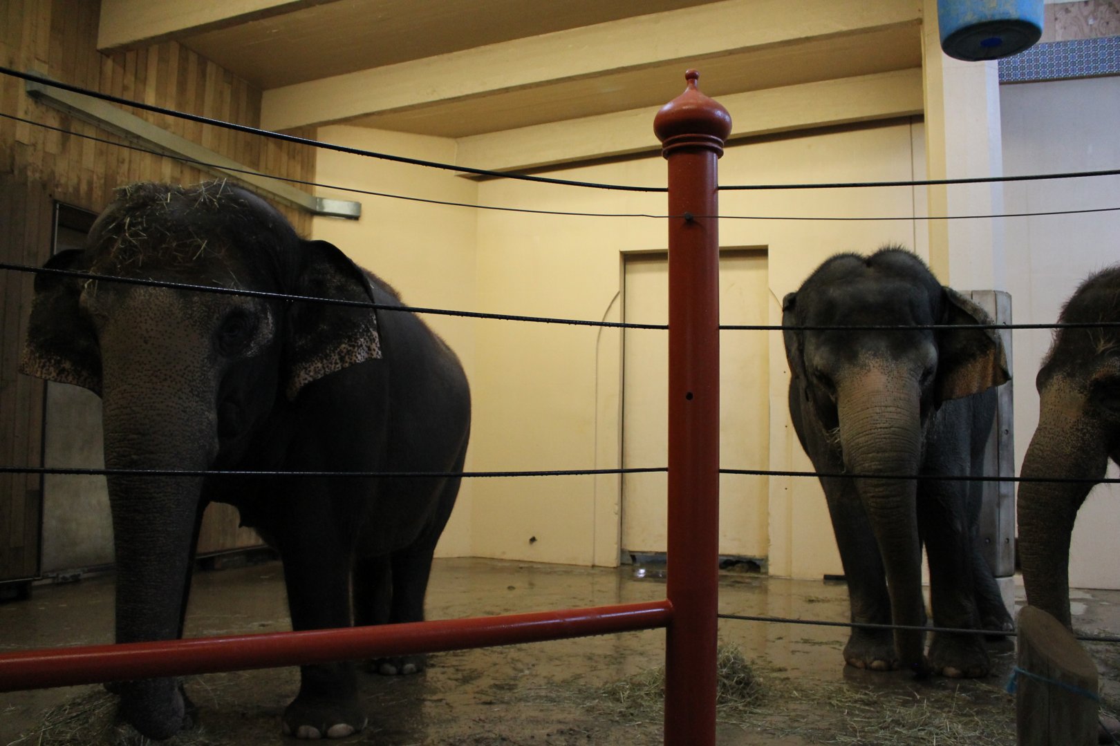 Mai-Thai, Schottzie, and Jati