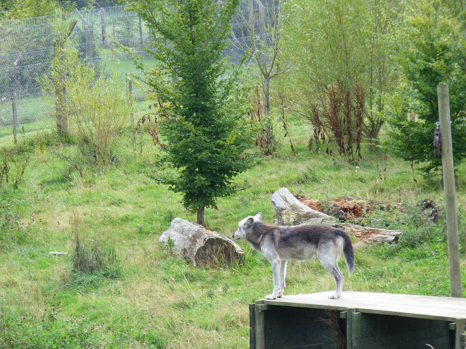 Mai the Canadian wolf at UK Wolf Conservation Trust on 29 August 2011
