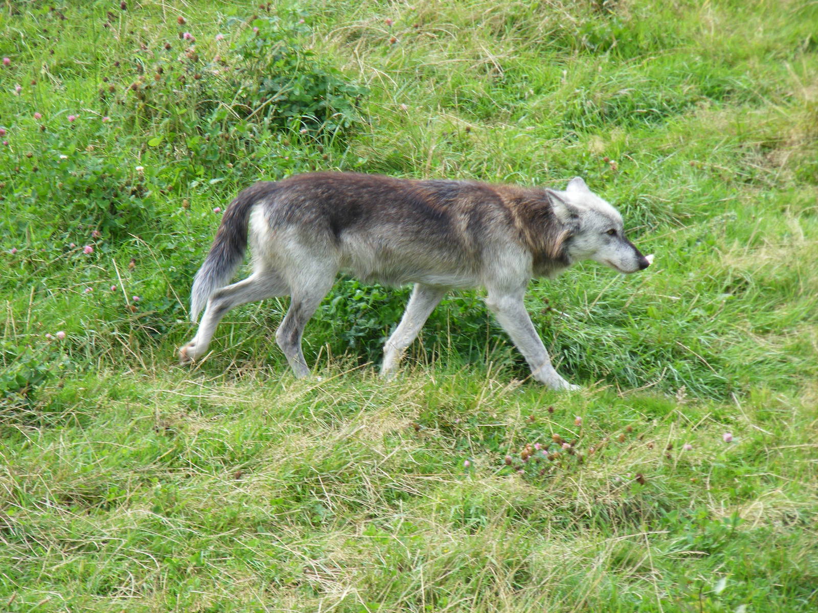 Mai the Canadian wolf at UK Wolf Conservation Trust on 29 August 2011