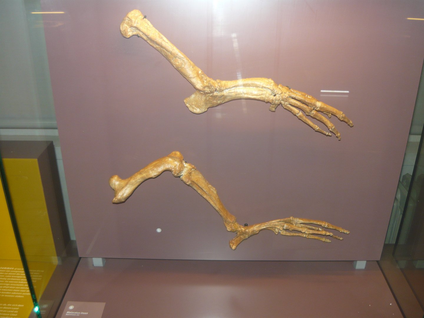 Maiacetus inuus limbs (cast)