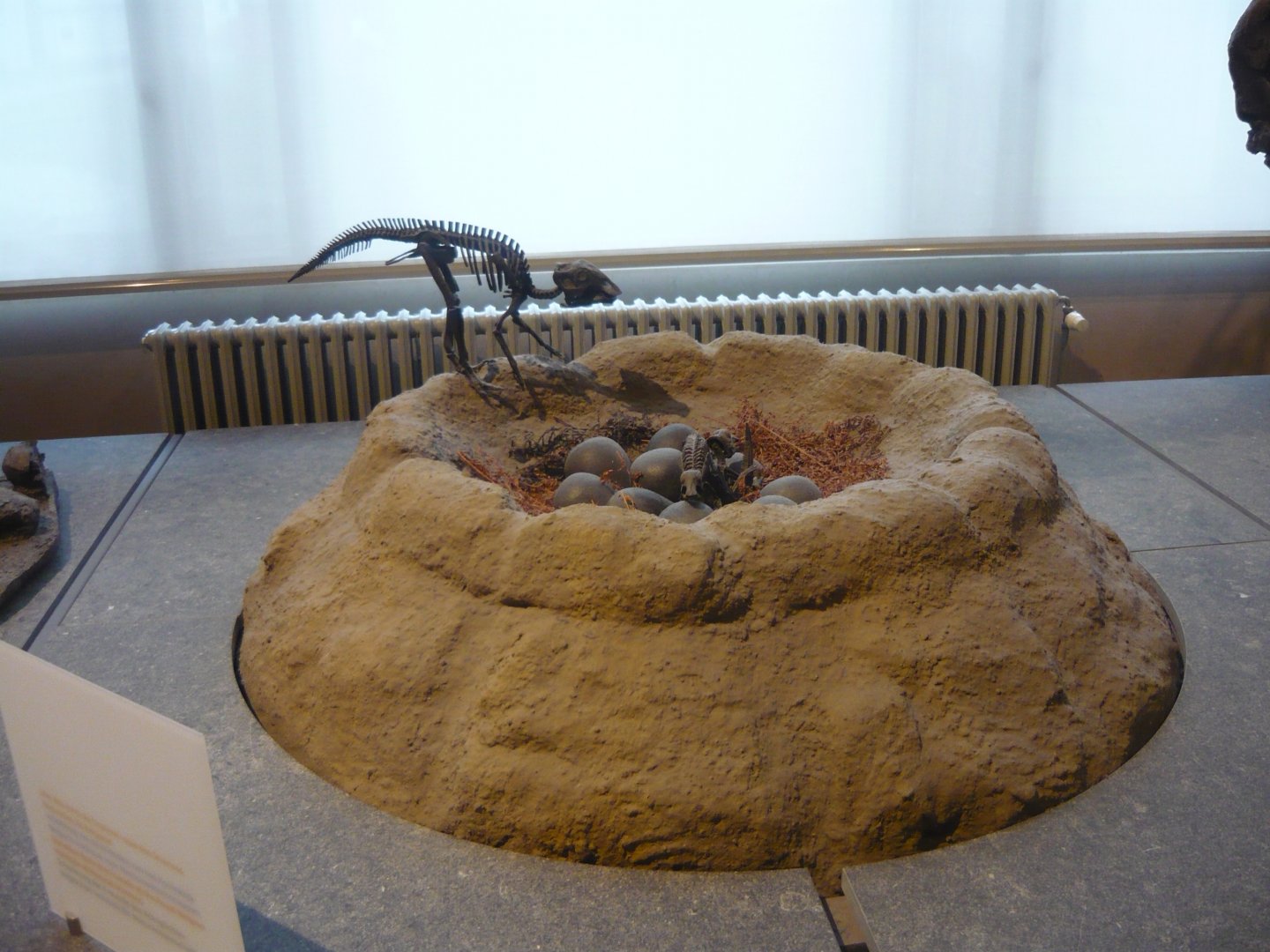 Maiasaura nest