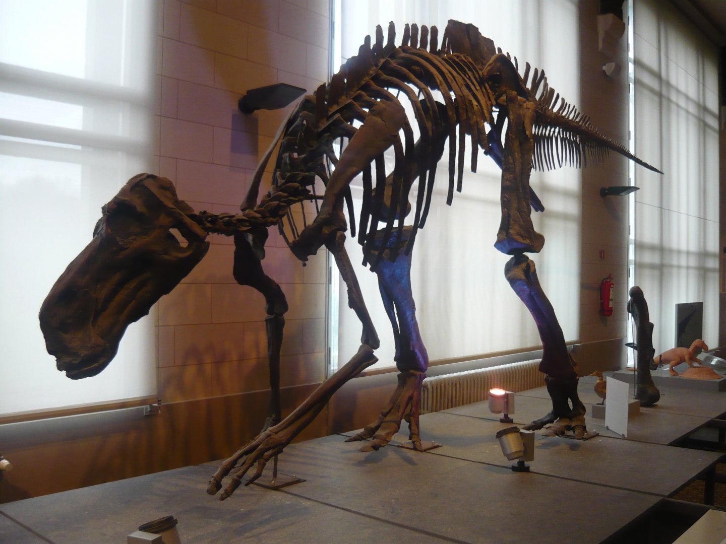 Maiasaura peeblesorum skeleton