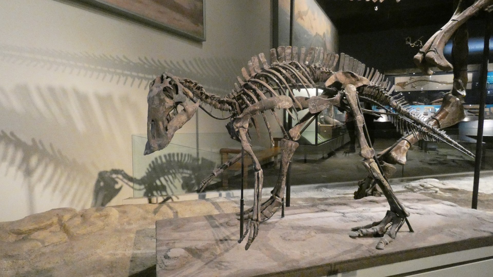 Maiasaura, The Hall of Dinosaurs, Evolving Planet - Feb. 2022