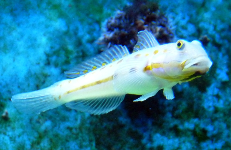 Maiden goby (Valenciennea puellaris)