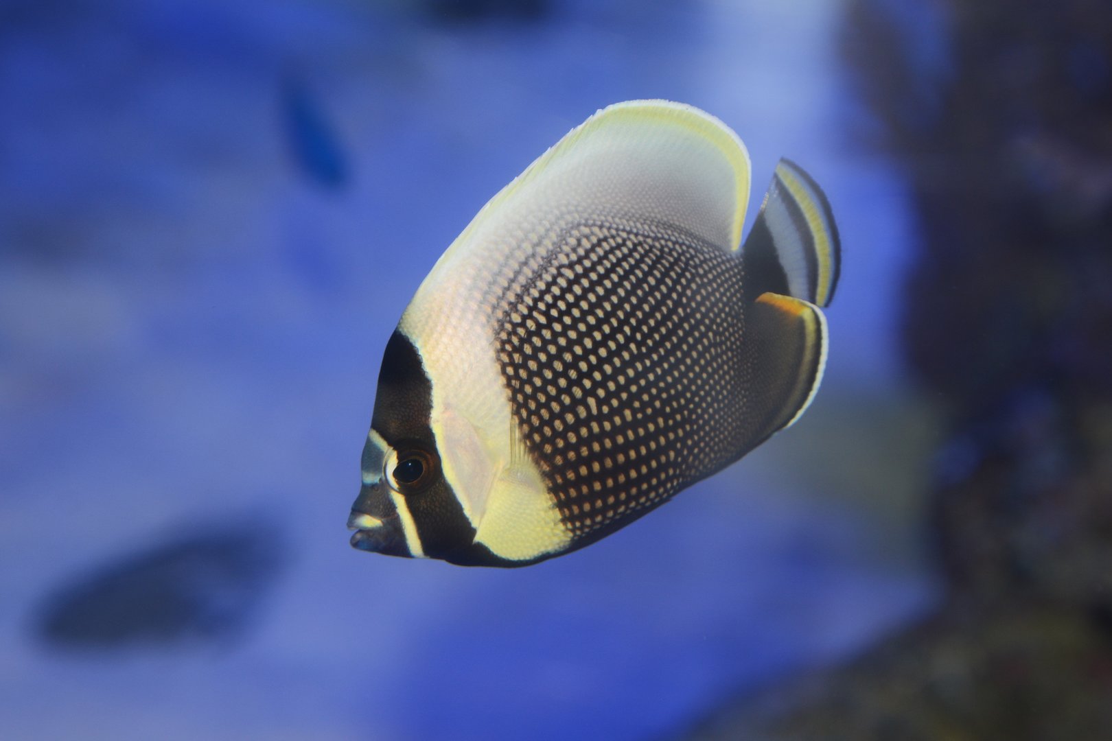 Mailed butterflyfish (Chaetodon reticulatus)