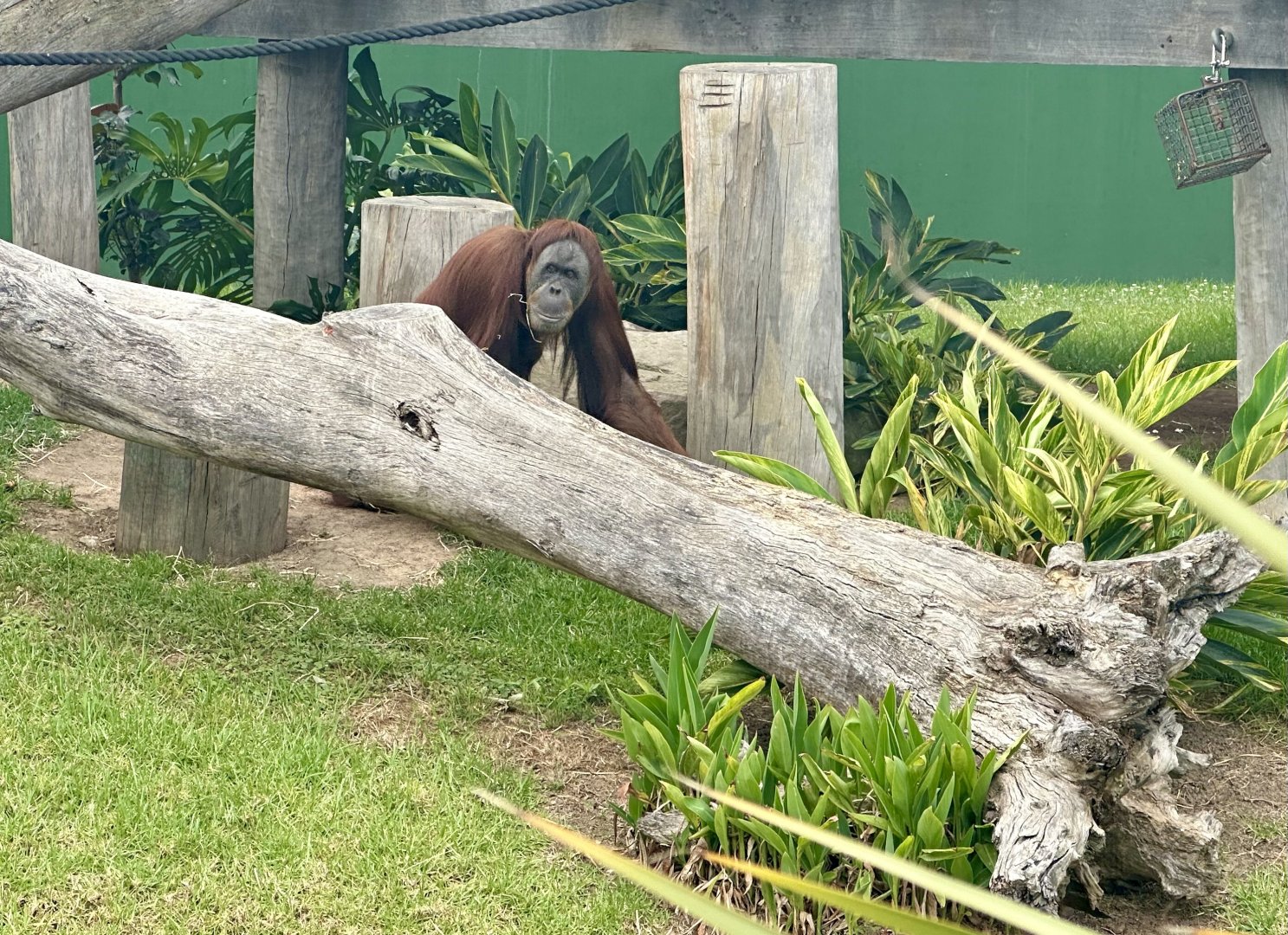 Maimunah (Sumatran Orangutan)