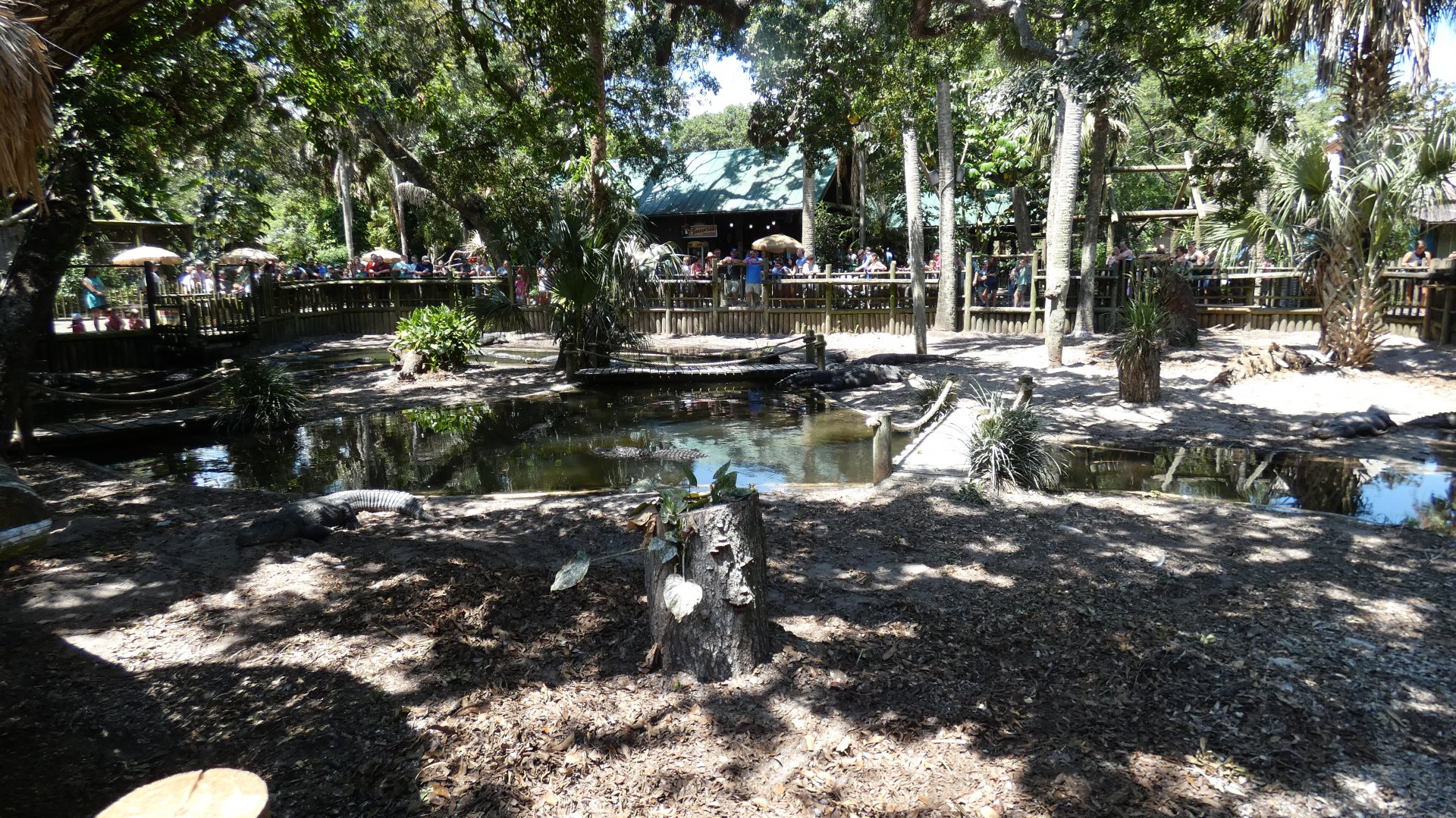Main Adult Alligator Exhibit ("Alligator Lagoon") - June 2022