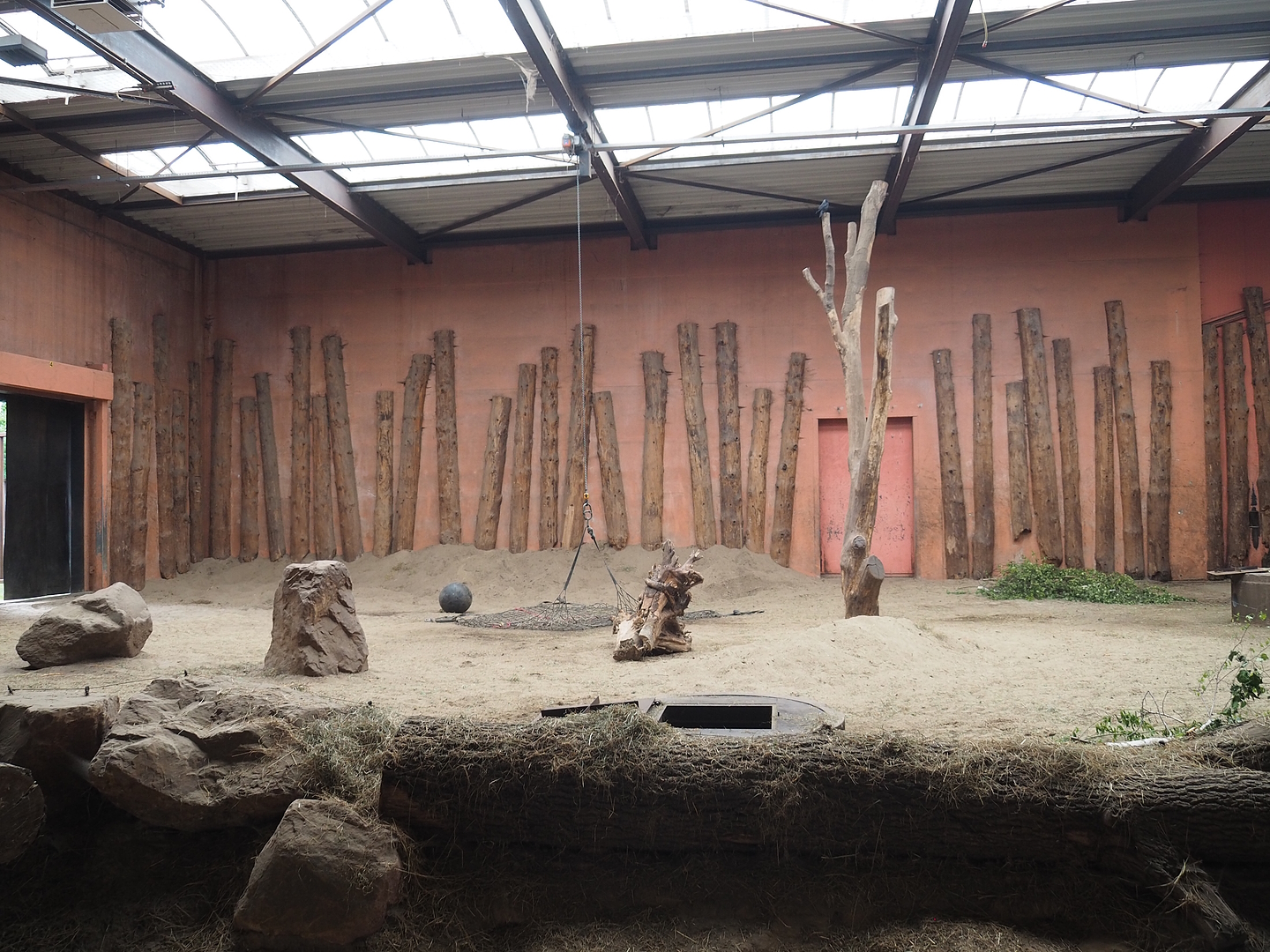 Main African bush elephant indoor paddock, 2022-06-12