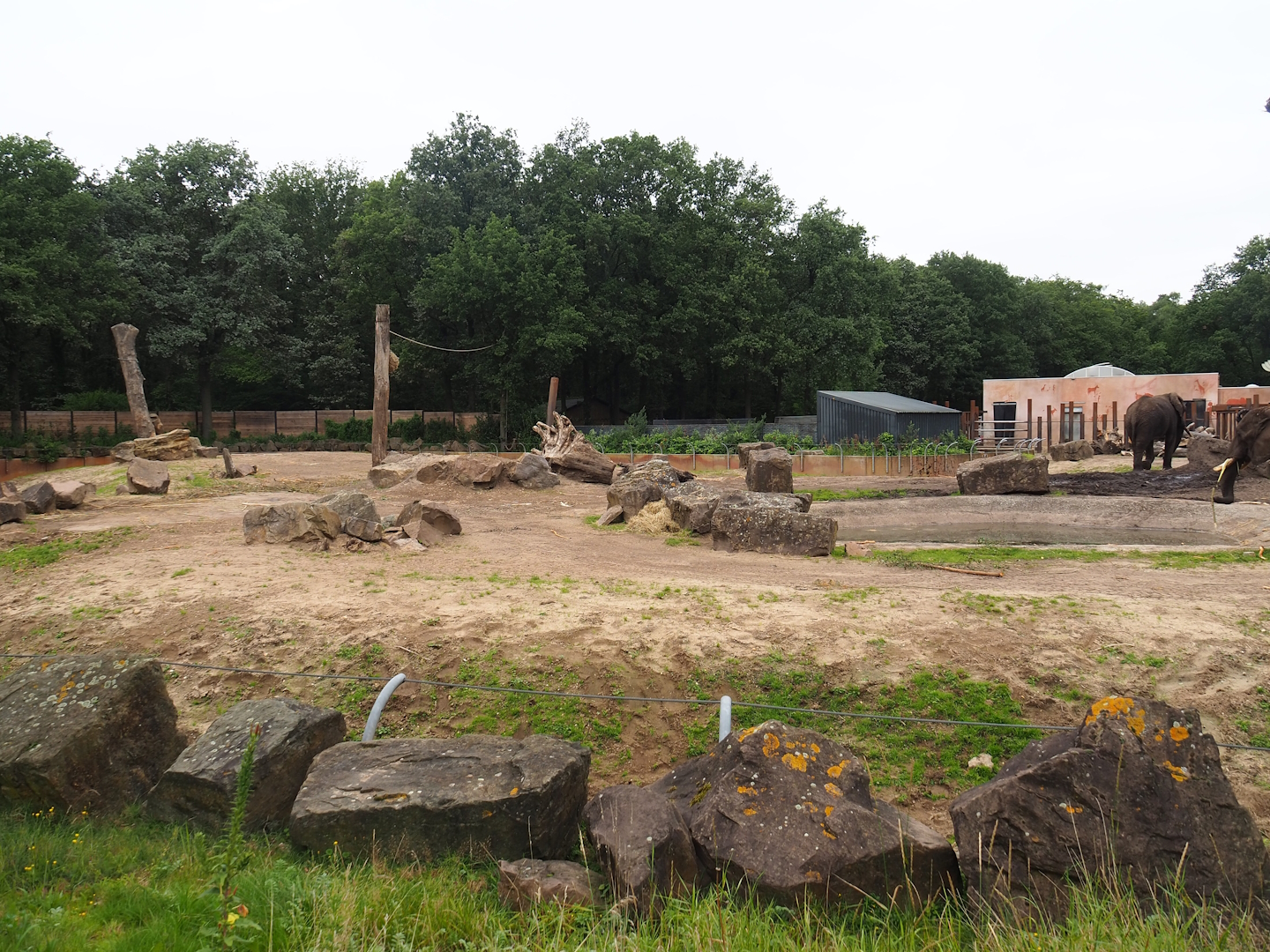 Main African bush elephant paddock, 2023-08-17