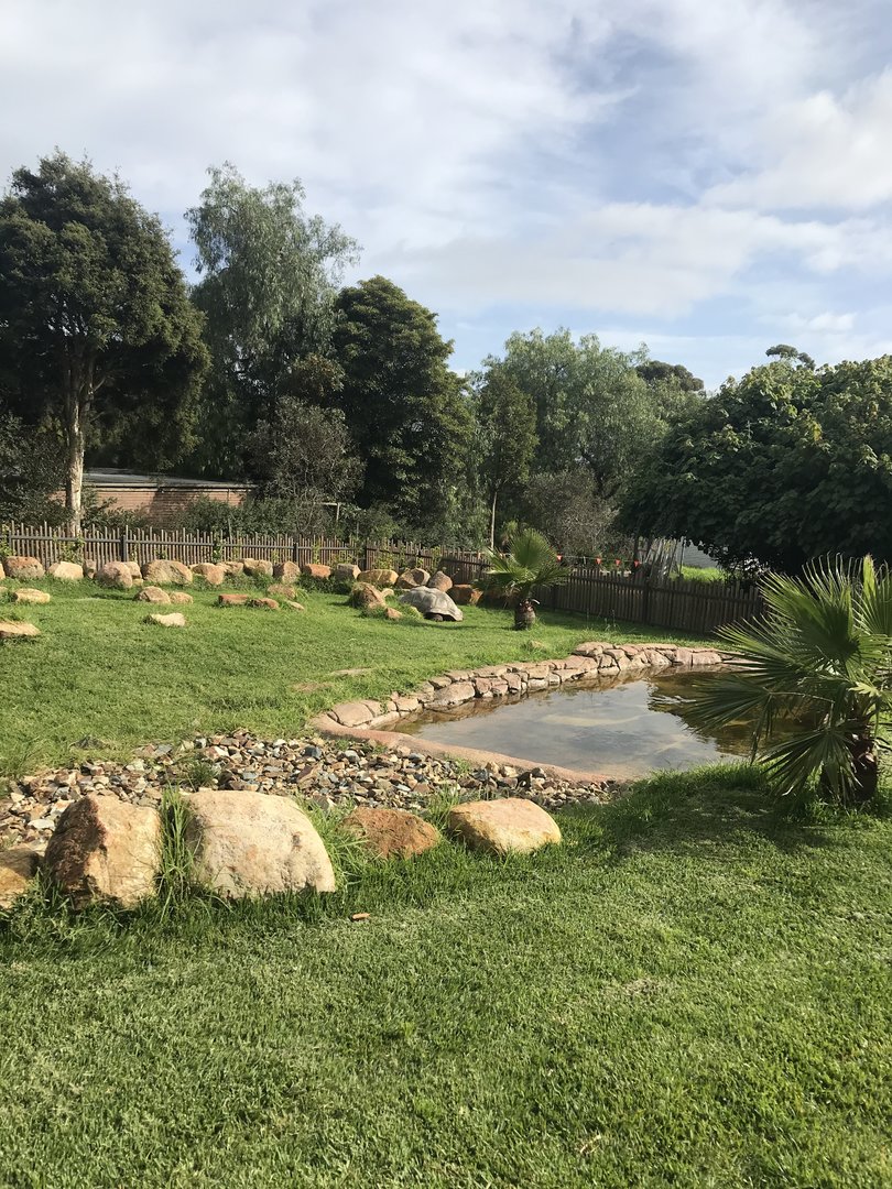 Main Aldabran tortoise enclosure