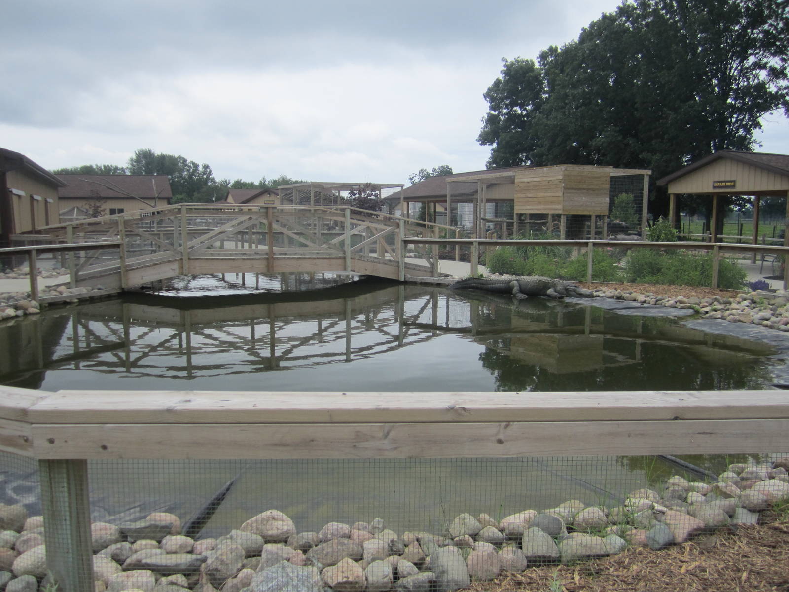 Main American Alligator Enclosure