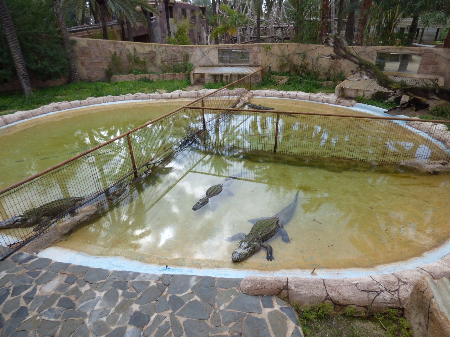 Main American Alligator Pool