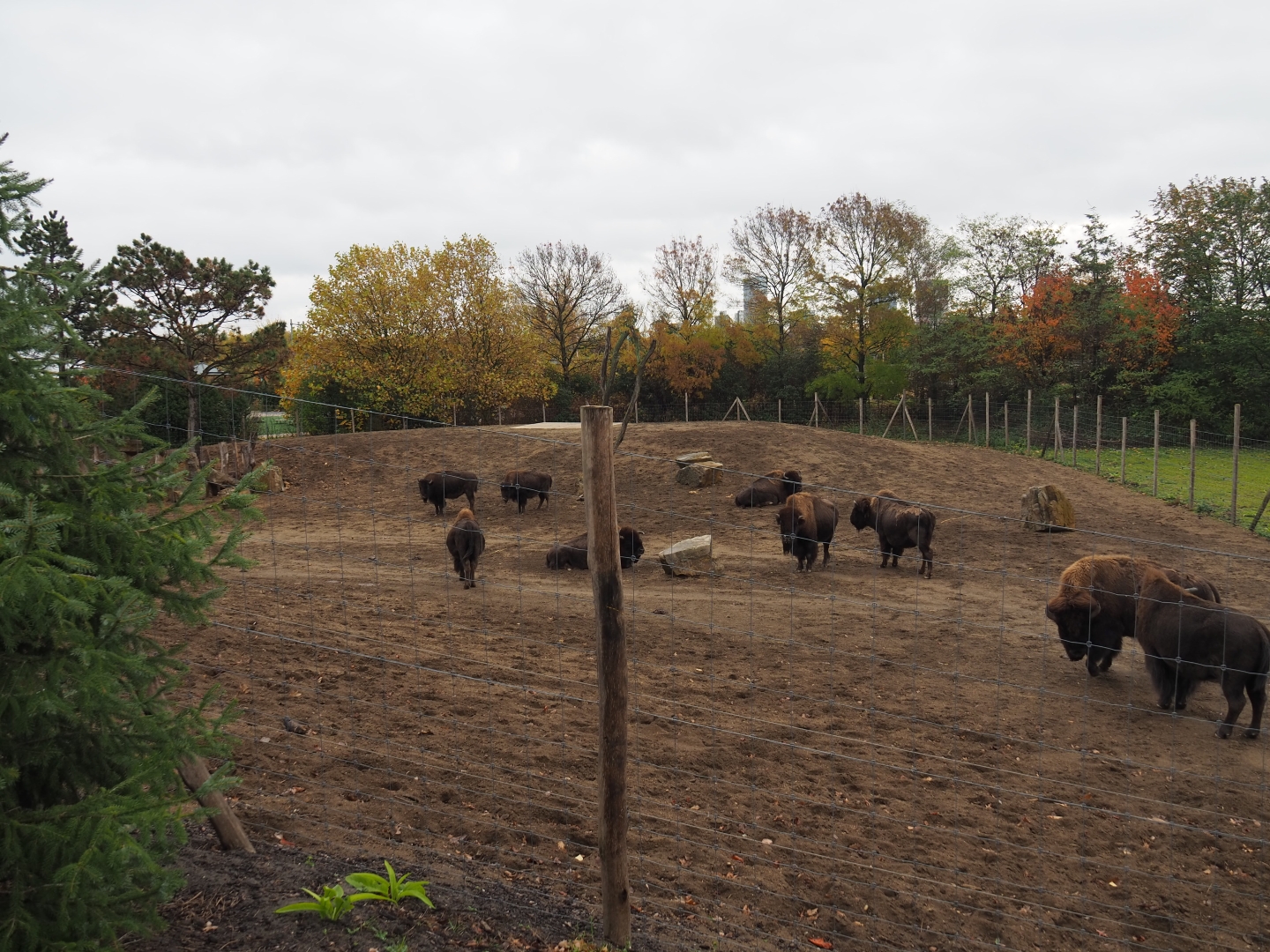 Main American plains bison paddock (Nov 10th, 2018)