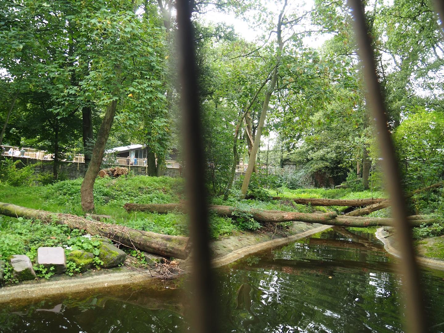 Main Amur tiger exhibit, 2023-08-17