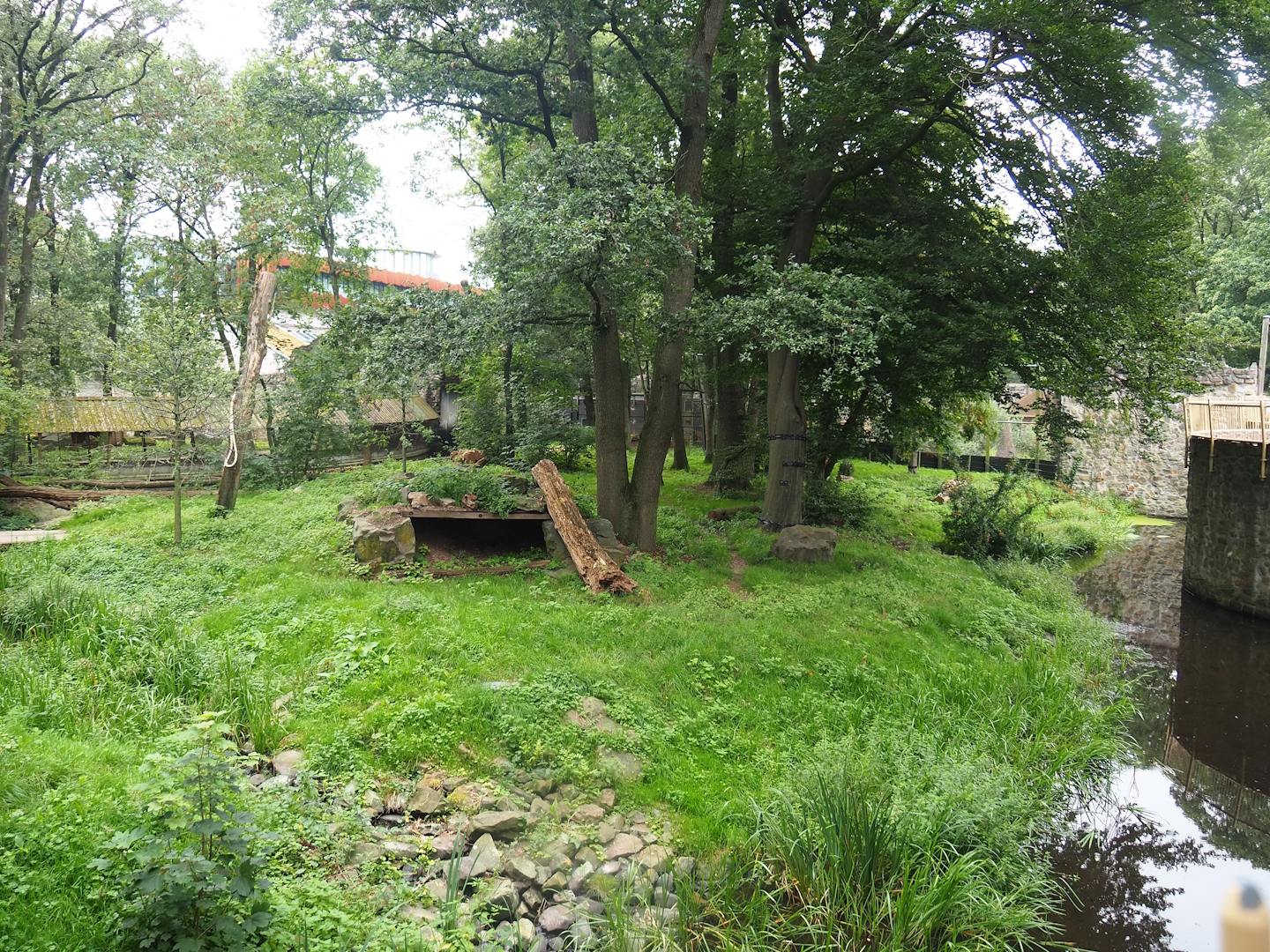 Main Amur tiger exhibit, 2023-08-17