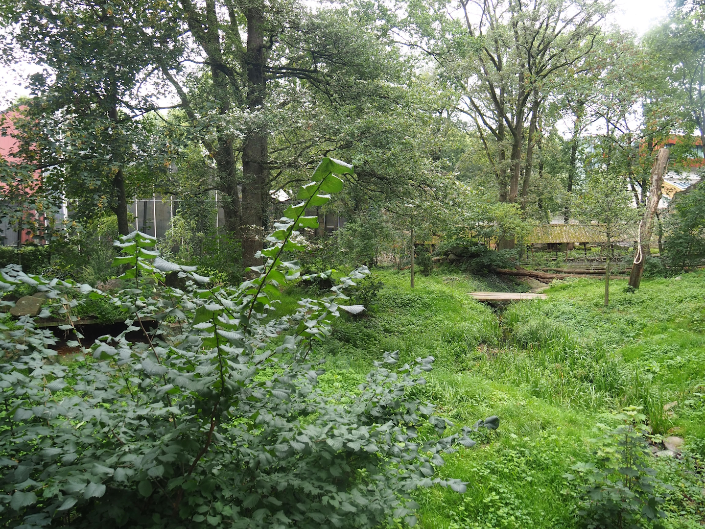 Main Amur tiger exhibit, 2023-08-17