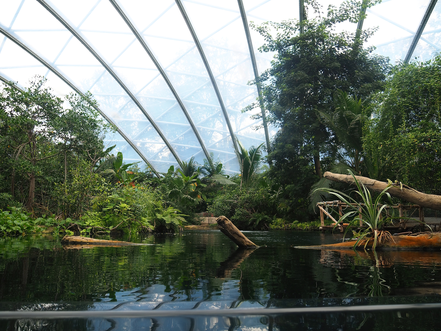 Main Antillean manatee pool, 2023-10-07