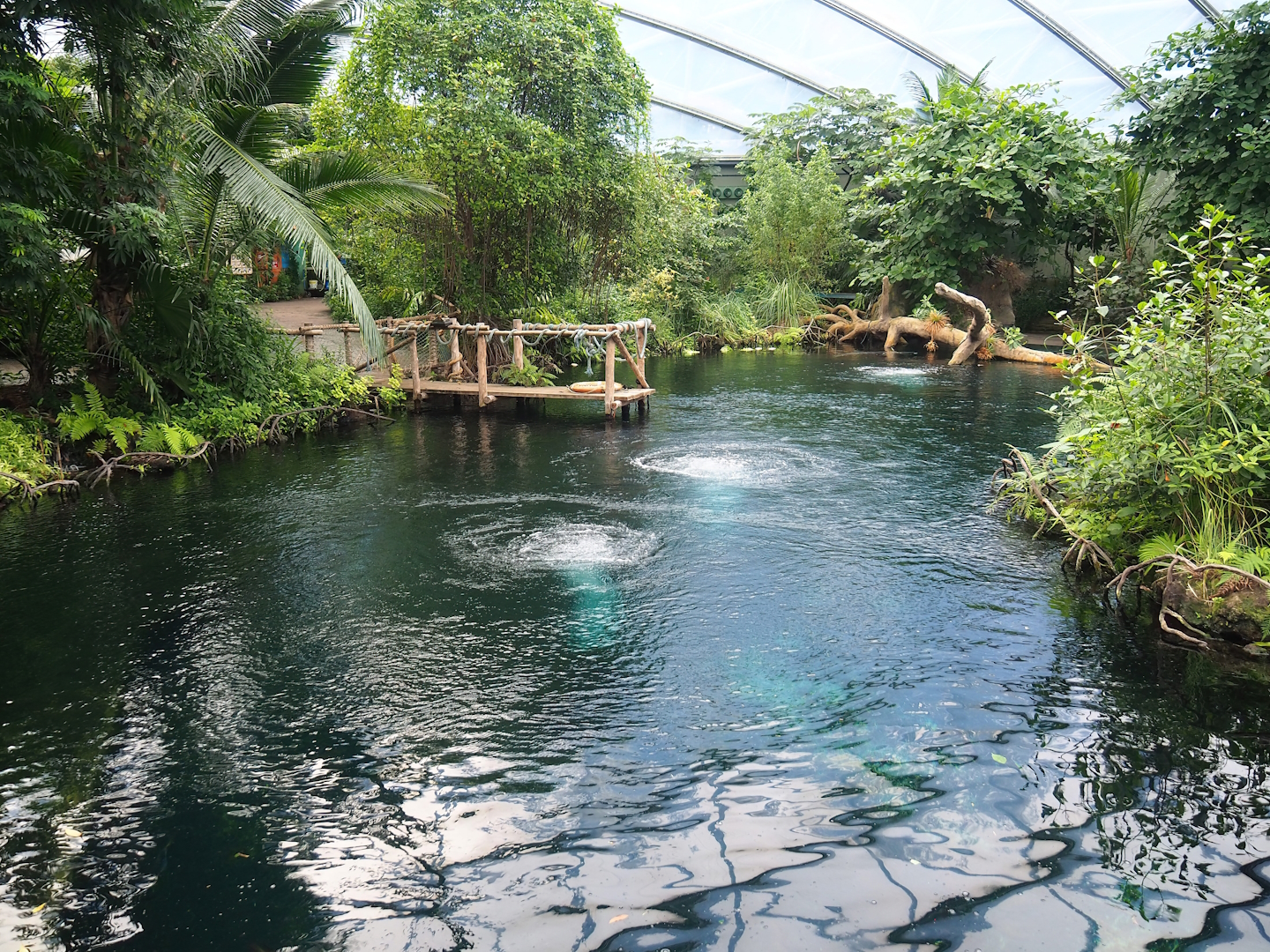 Main Antillean manatee pool, 2023-10-07