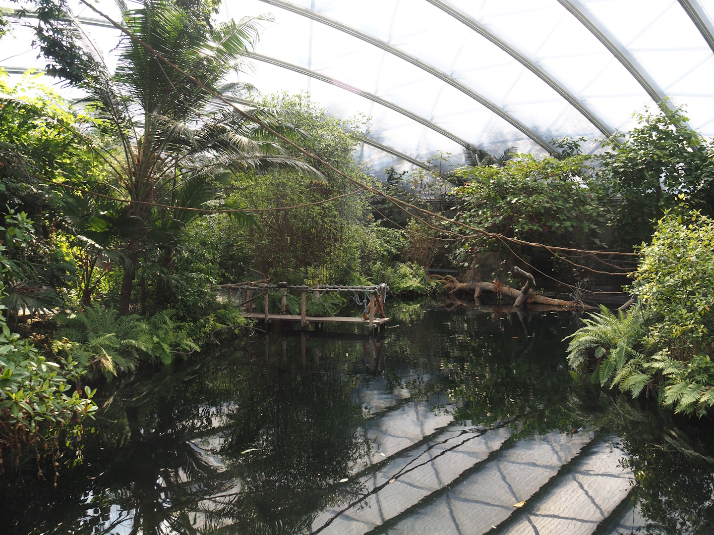 Main Antillean manatee pool in the Mangrove, with climbing ropes and vines for red titis above it, 2025-05-17
