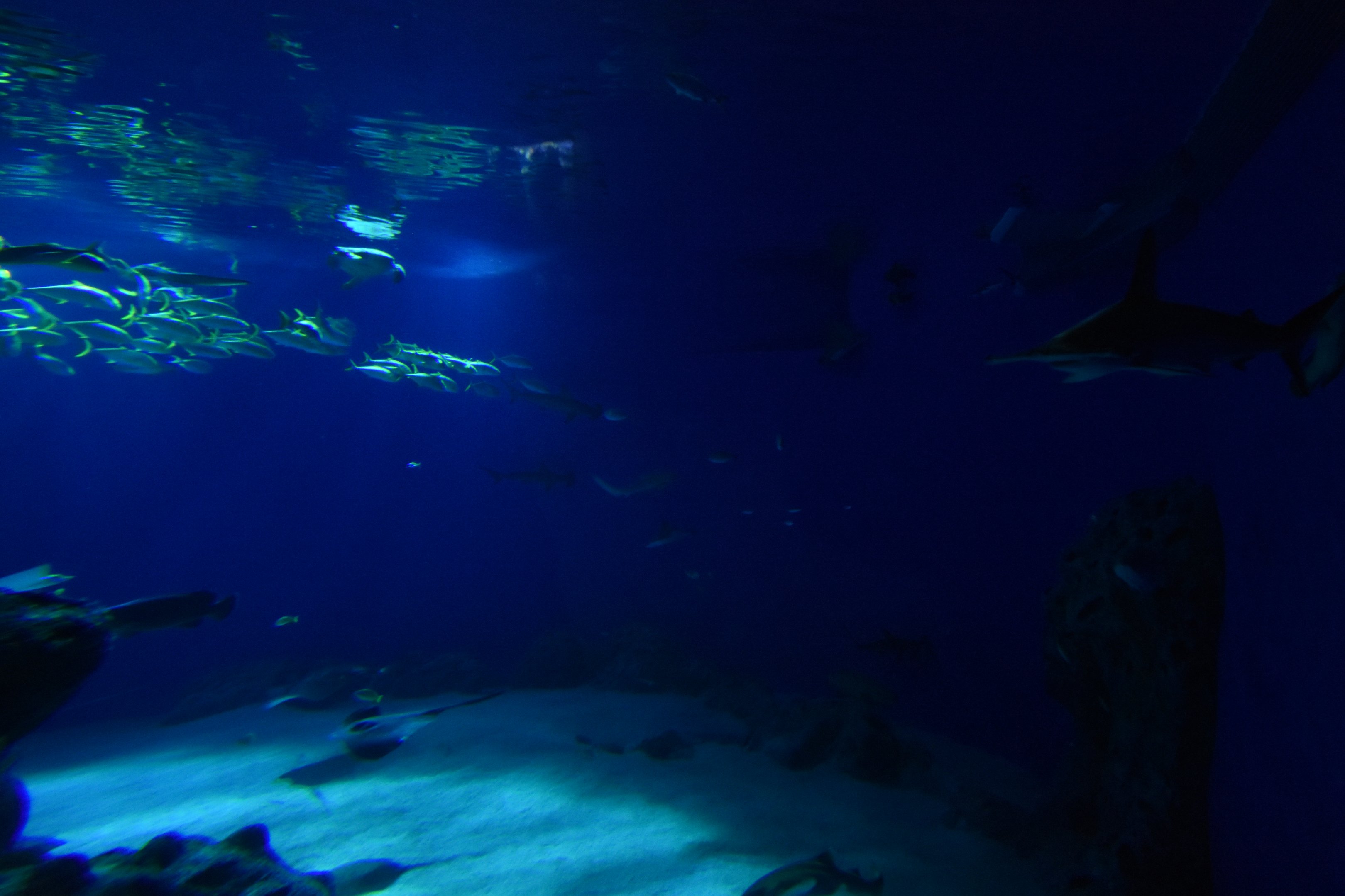 Main aquarium as seen from tunnel