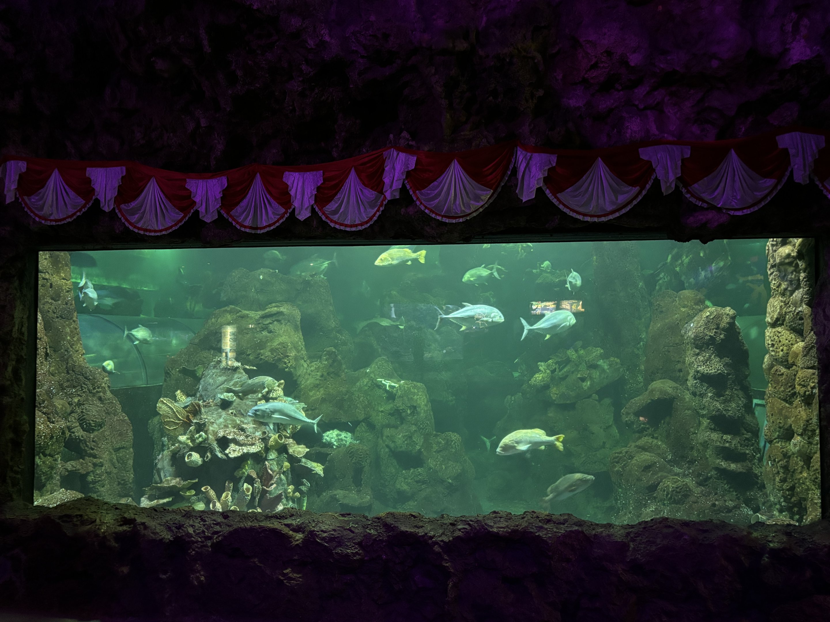 Main Aquarium Hallway Tank