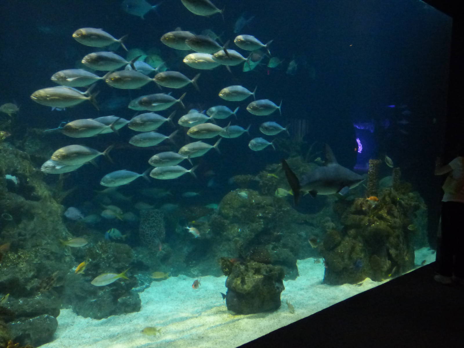 Main Aquarium Tank
