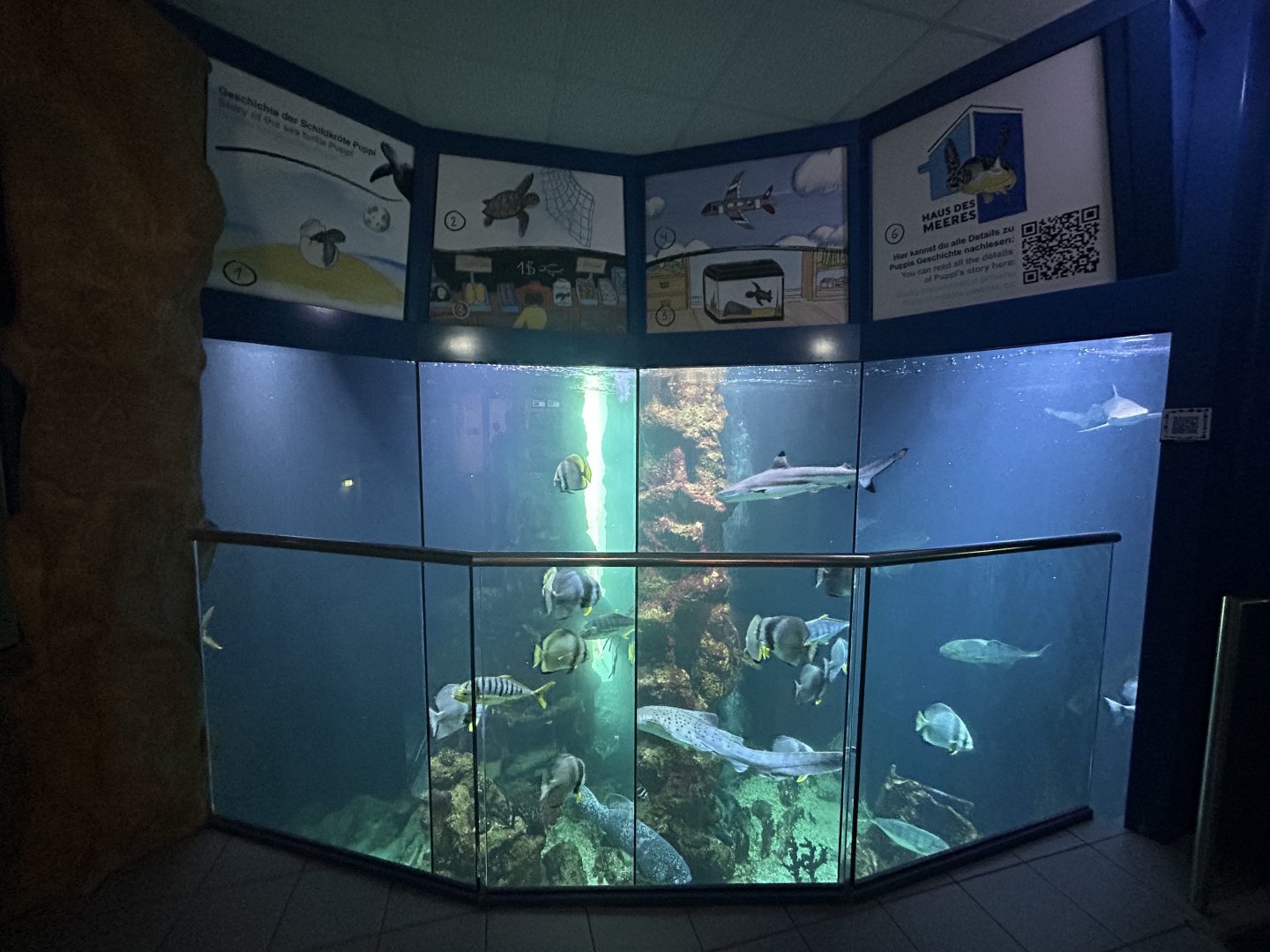 Main Aquarium Tank