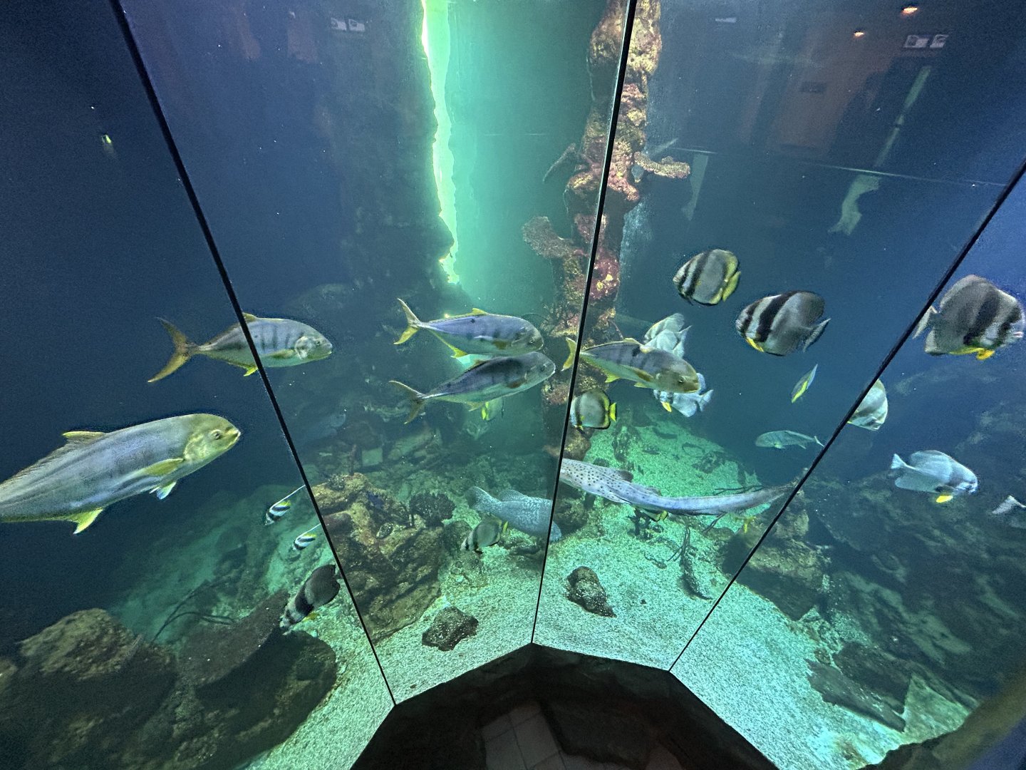 Main Aquarium Tank