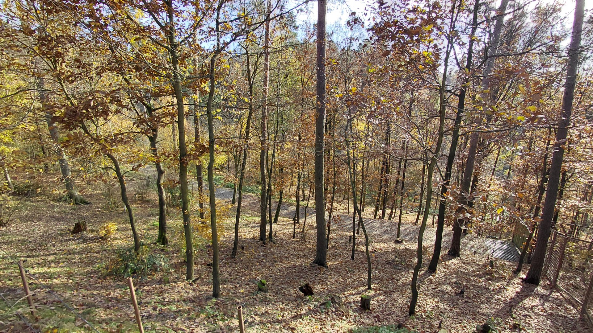Main Arctic wolf exhibit