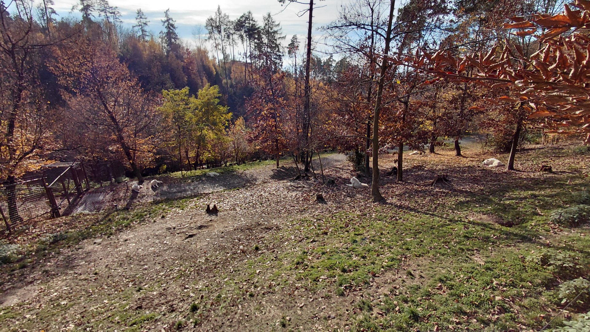 Main Arctic wolf exhibit