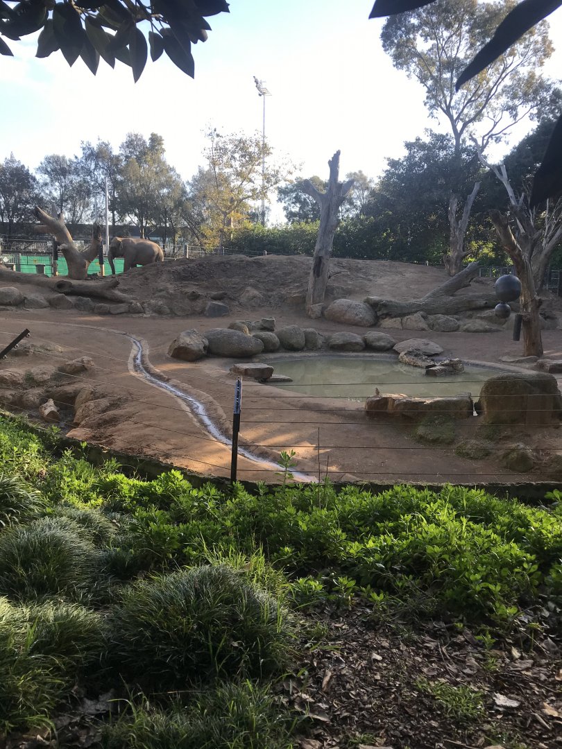 Main Asian Elephant Cow Paddock