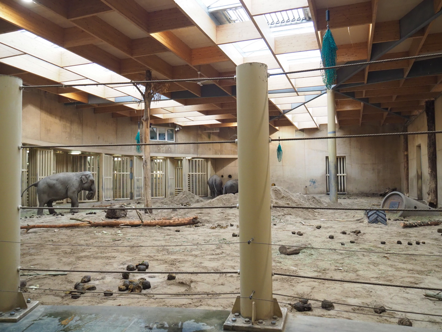 Main Asian elephant herd indoor paddock, 2021-10-10