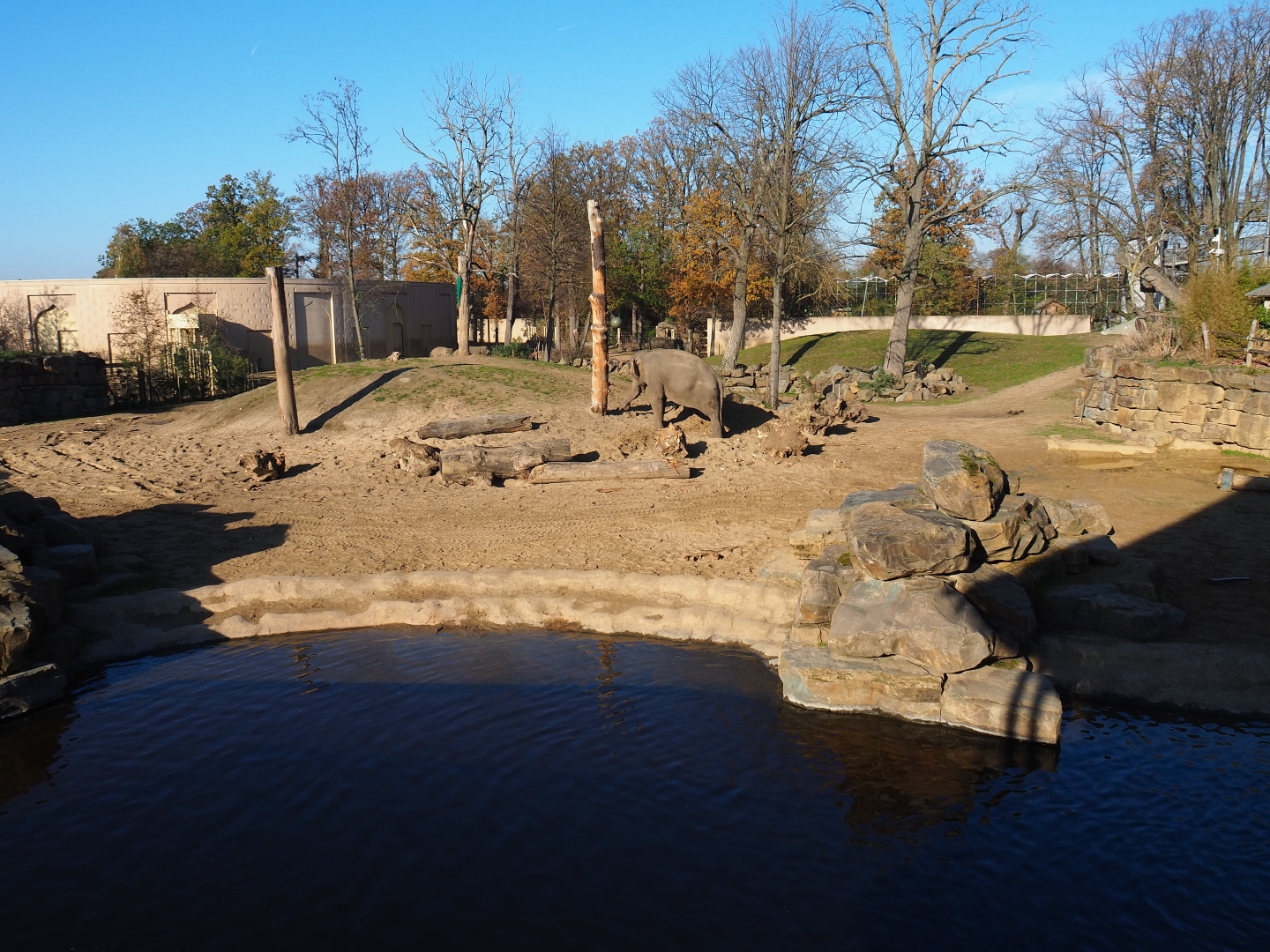 Main Asian elephant paddock (Nov 18th, 2018)