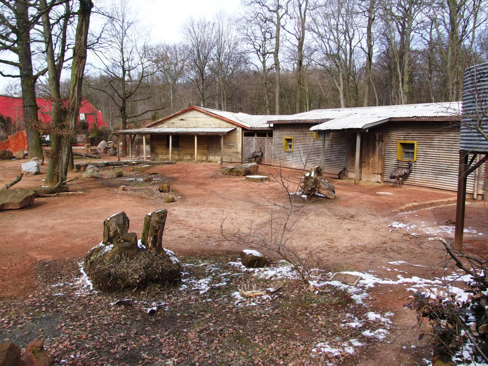 Main Australian Paddock at Hannover, 23/03/13