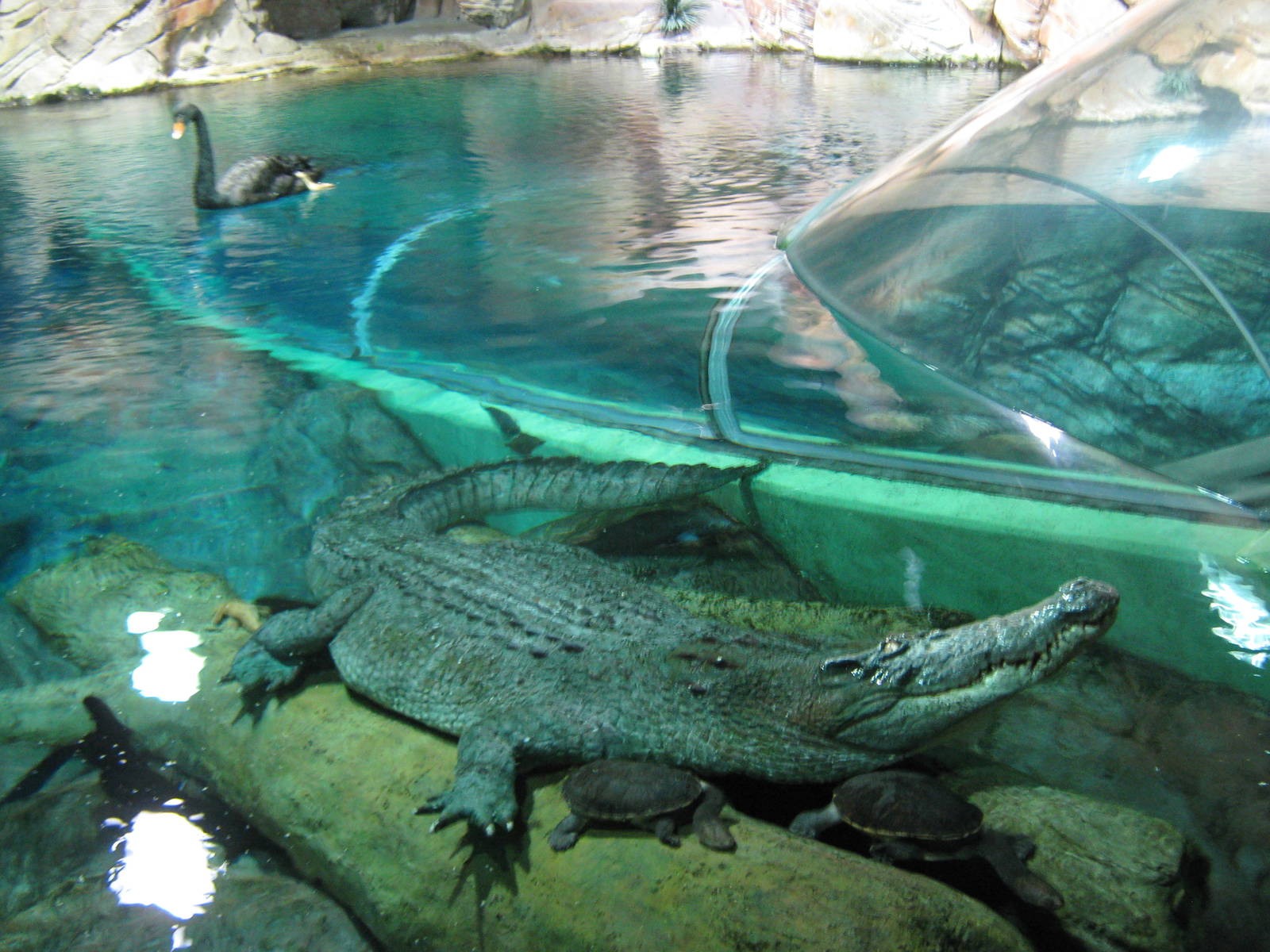 main Australian tank