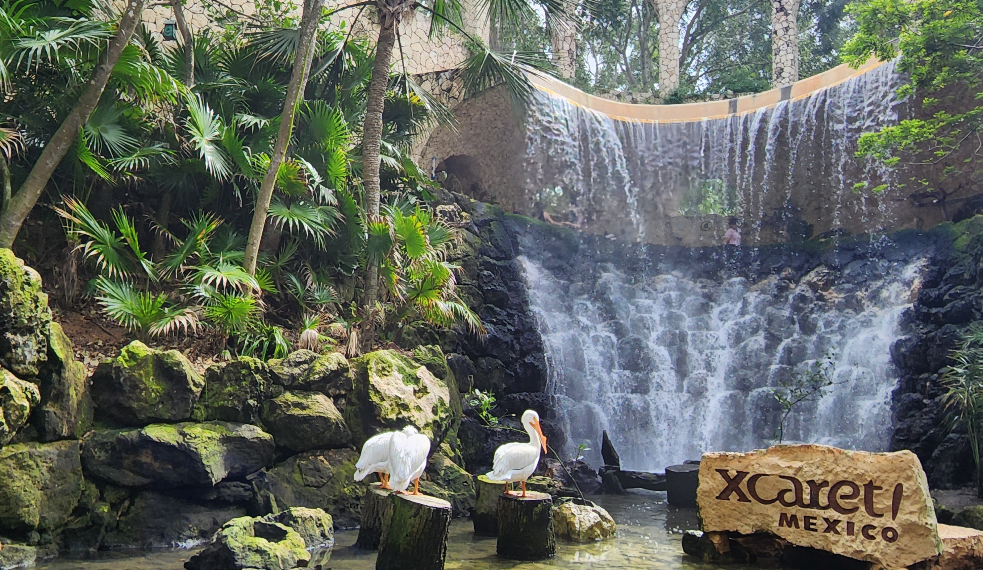 Main Aviary - American white pelican and waterfall