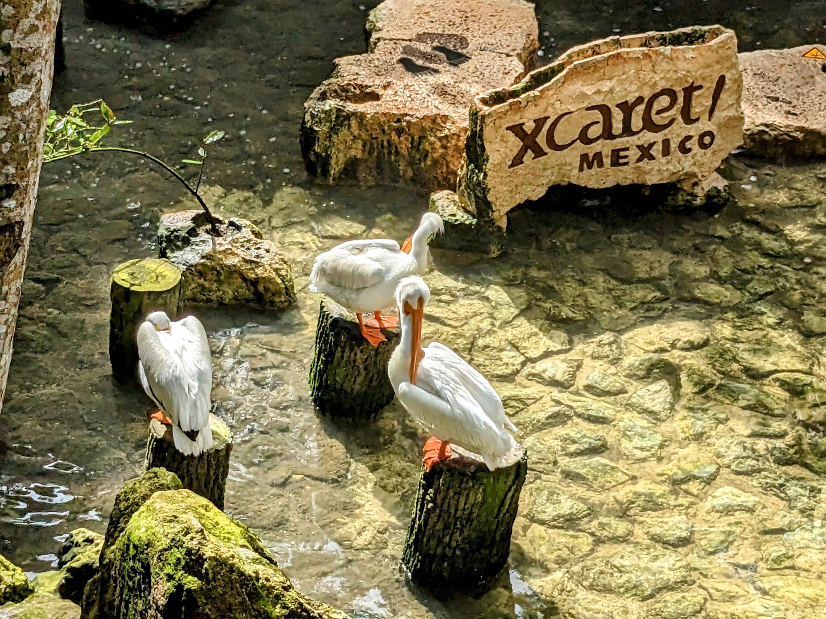 Main Aviary - American white pelican
