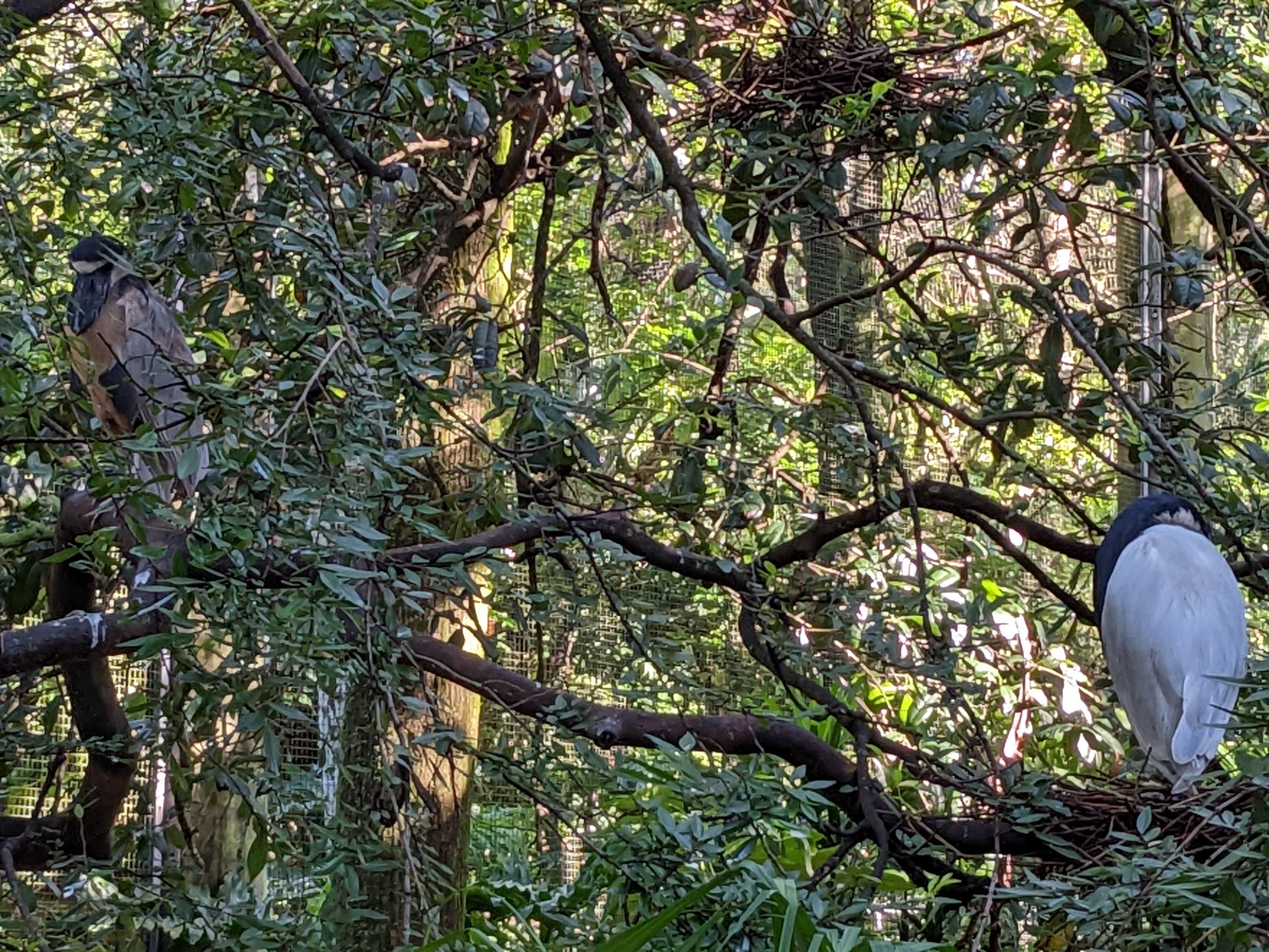 Main Aviary - Boat billed herons