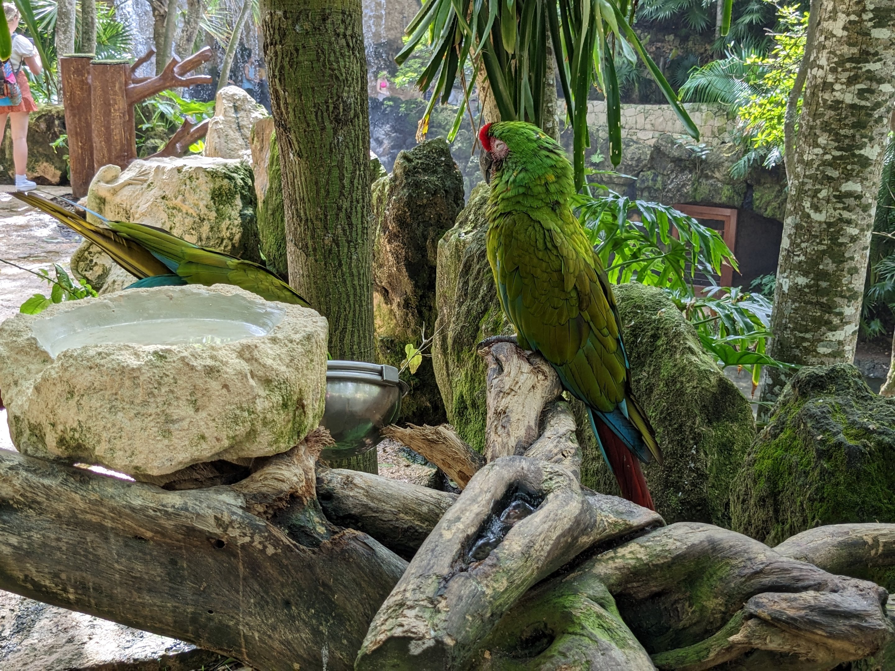 Main Aviary entrance - military macaw