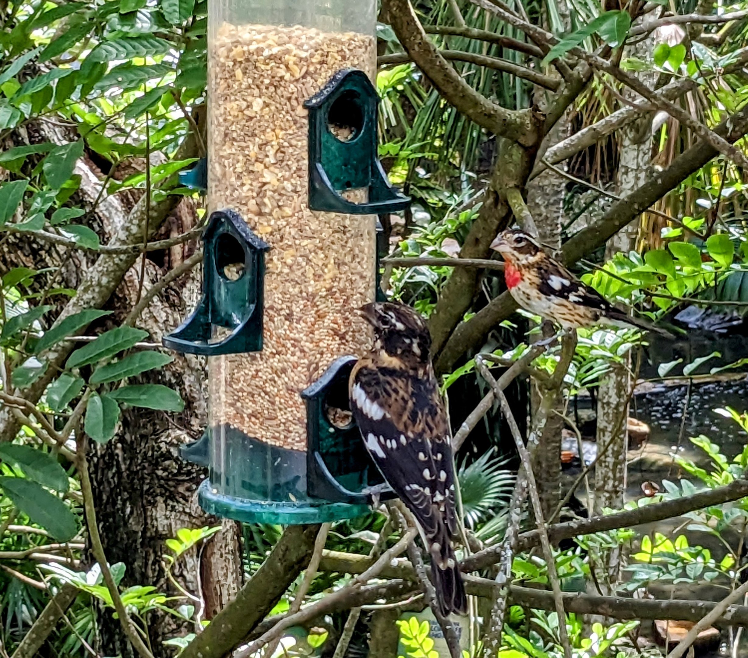 Main Aviary - feeder