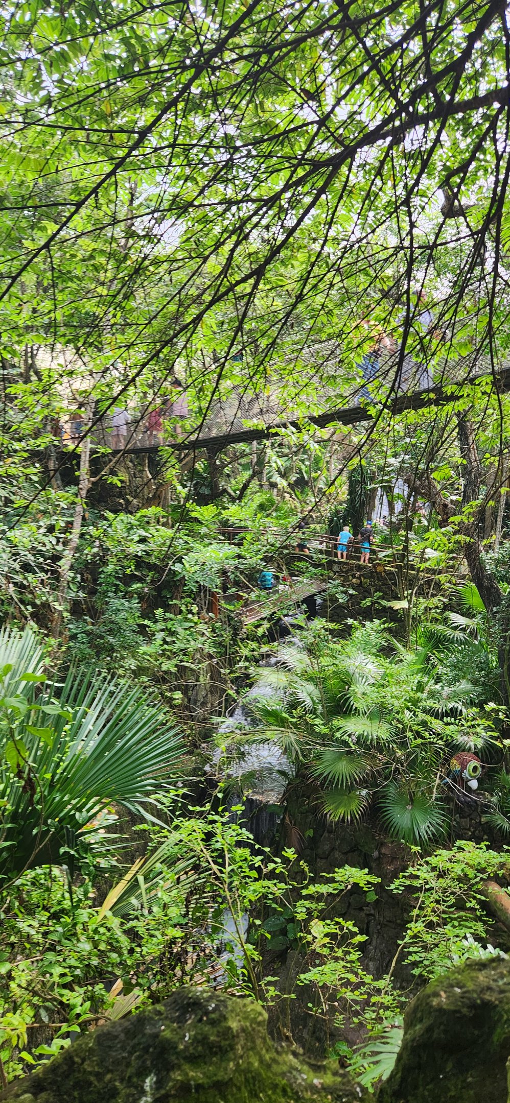 Main Aviary  - forest canopy