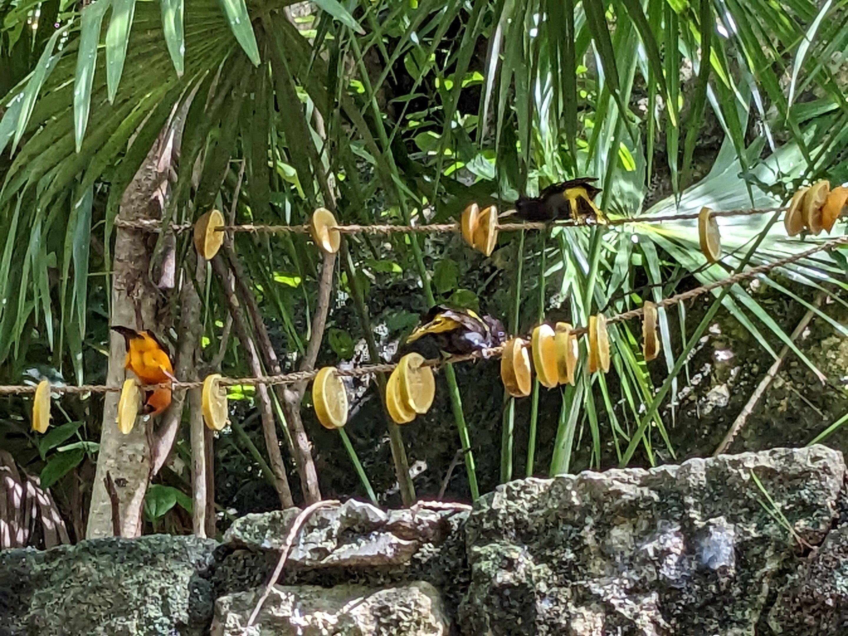 Main Aviary - Fruit and birds