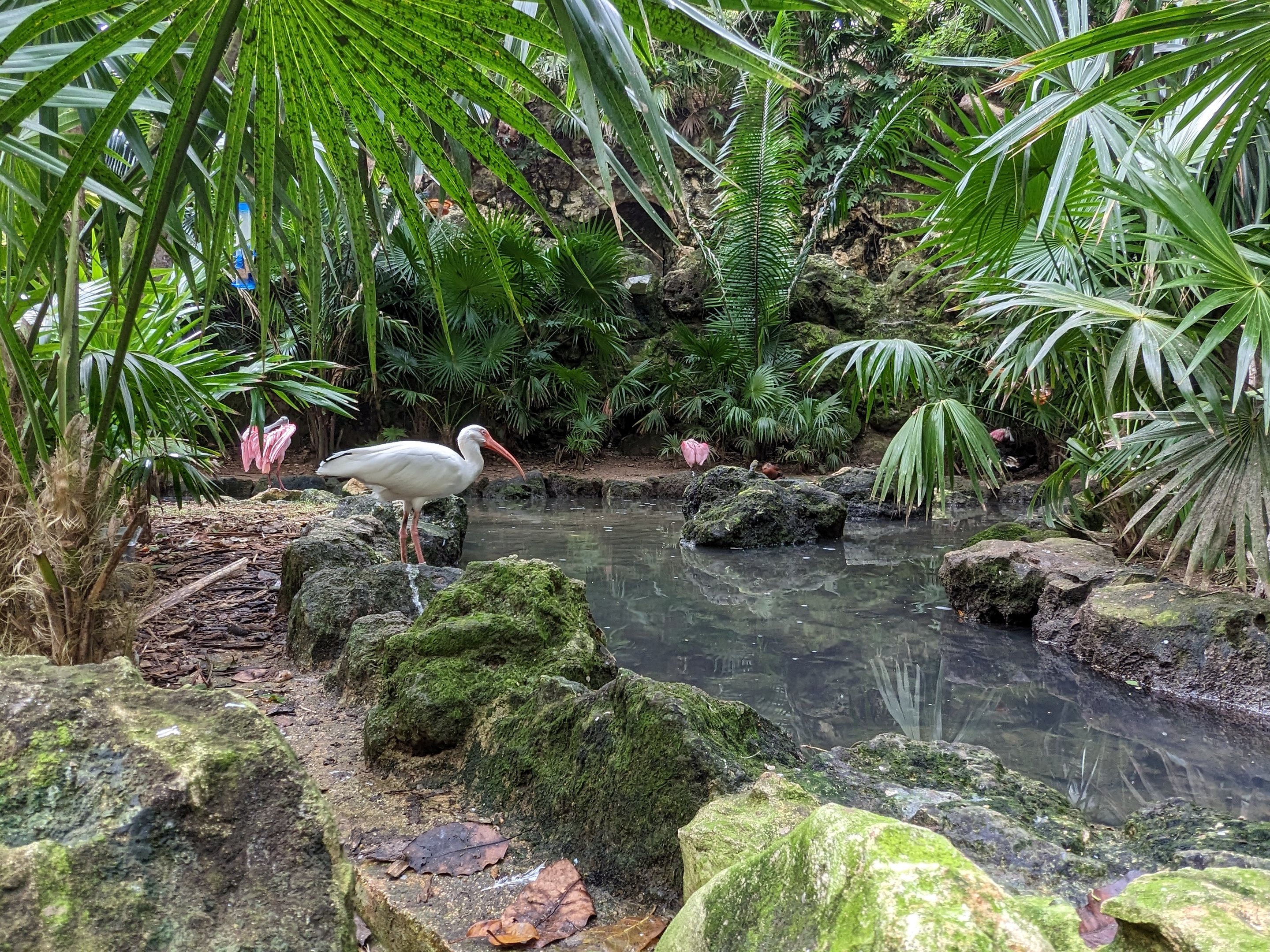Main Aviary - ibis and spoonbill