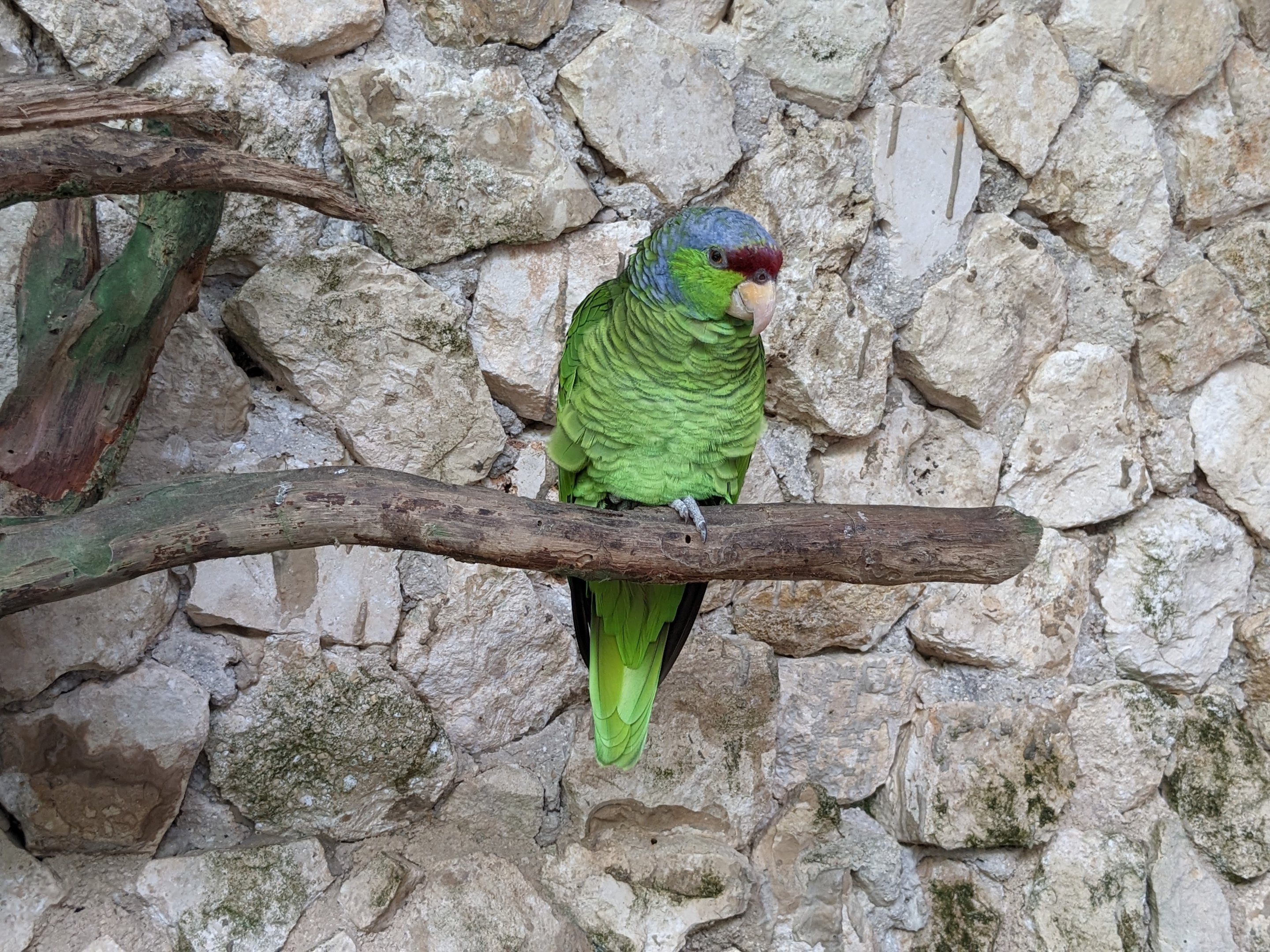 Main Aviary - lilac-crowned parrot