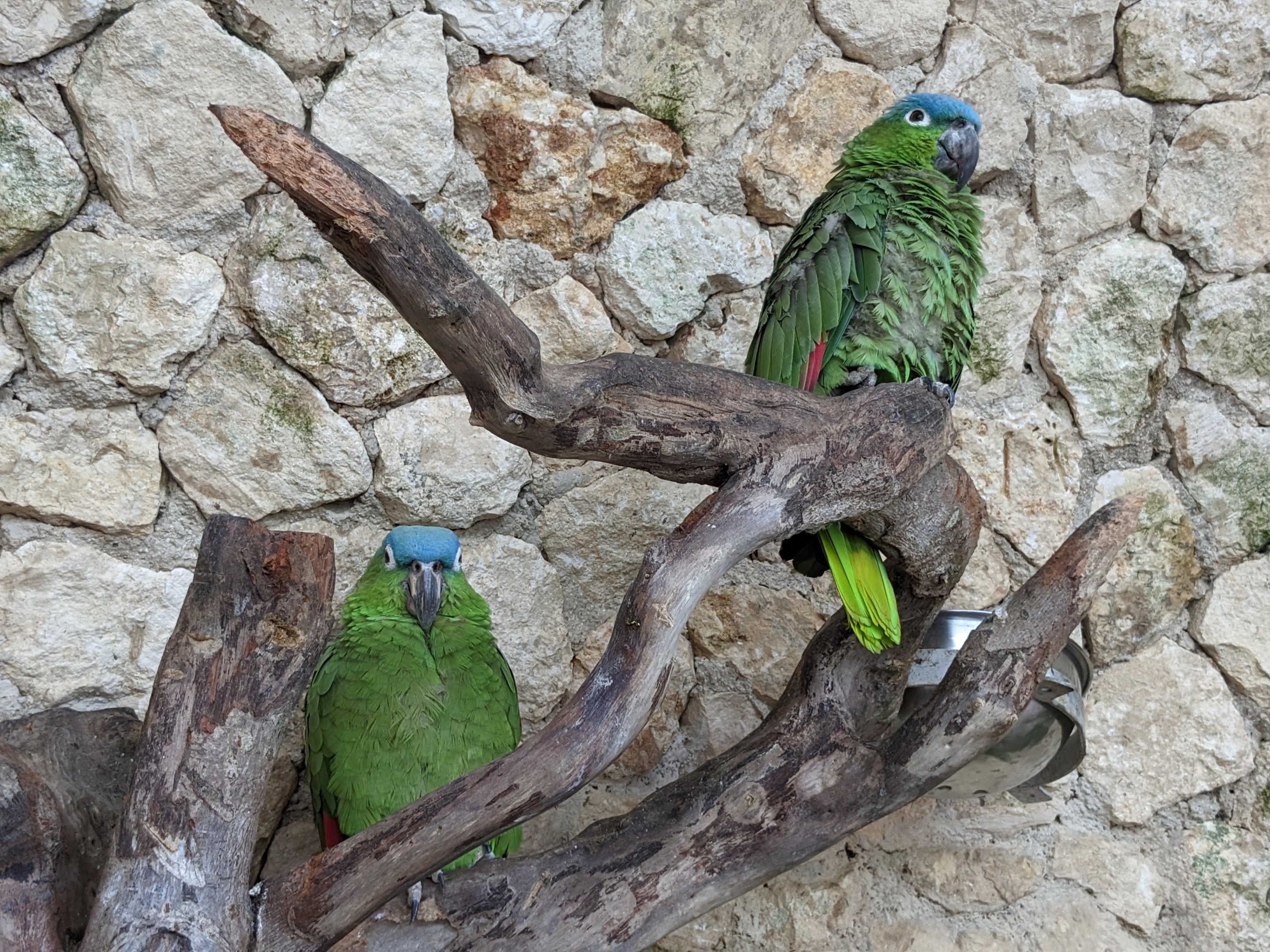 Main Aviary - mealy parrot