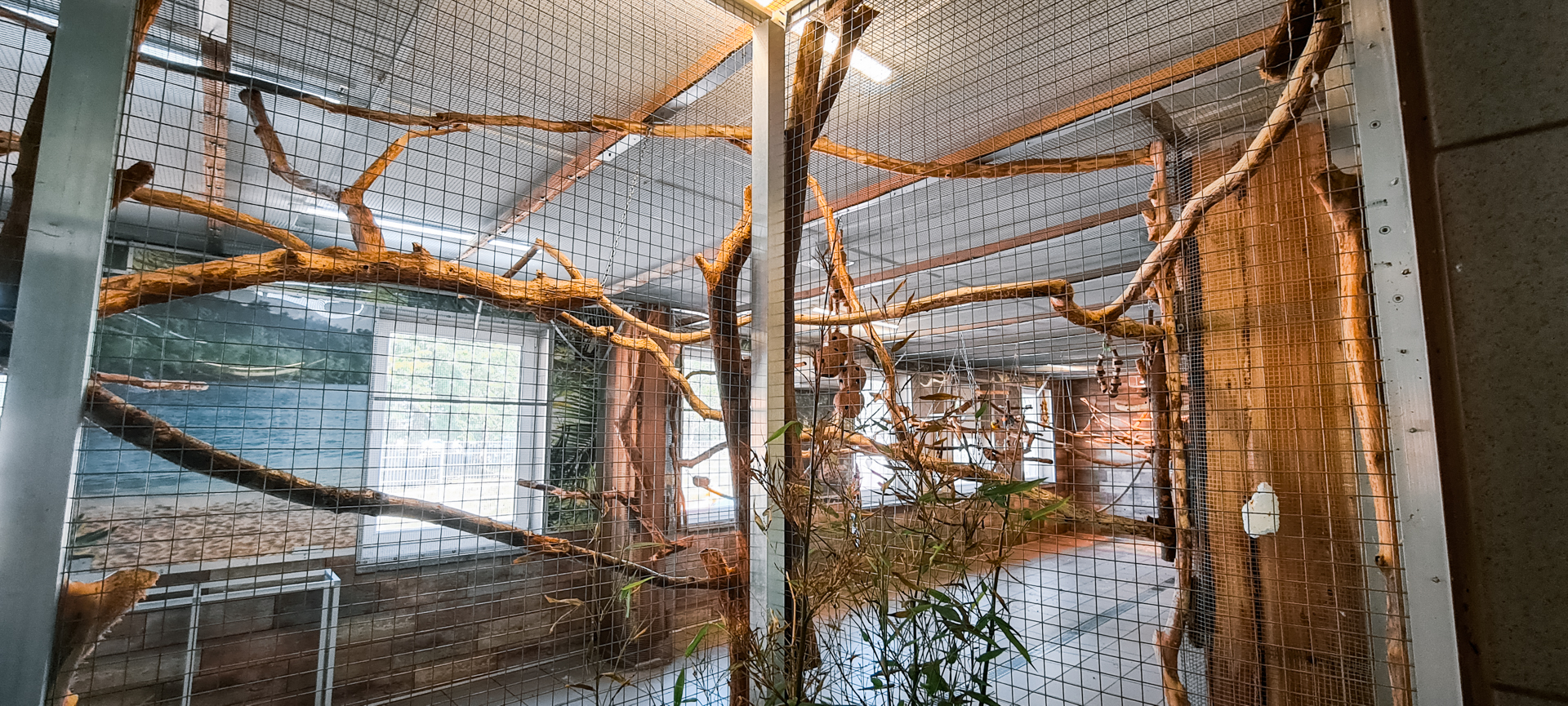 Main aviary outside viewing