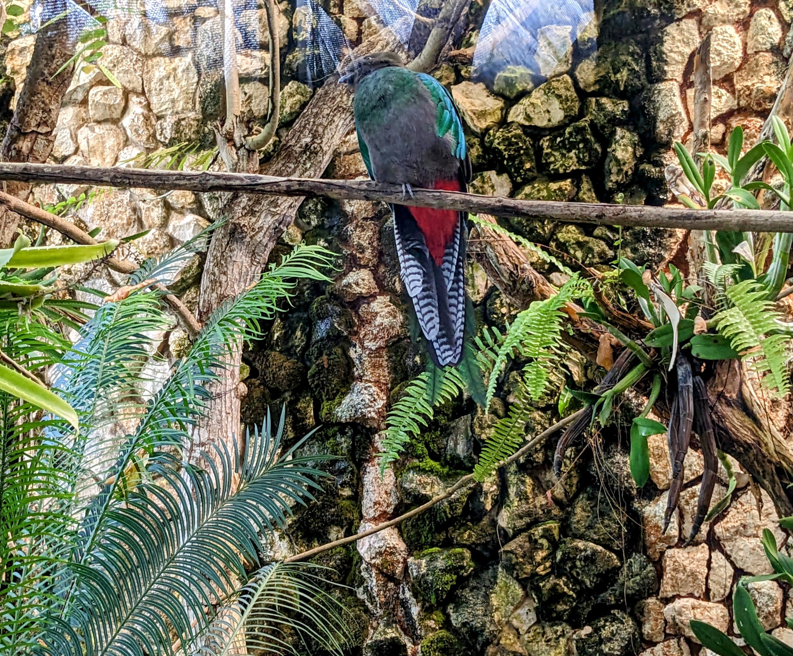 Main Aviary - Quetzal