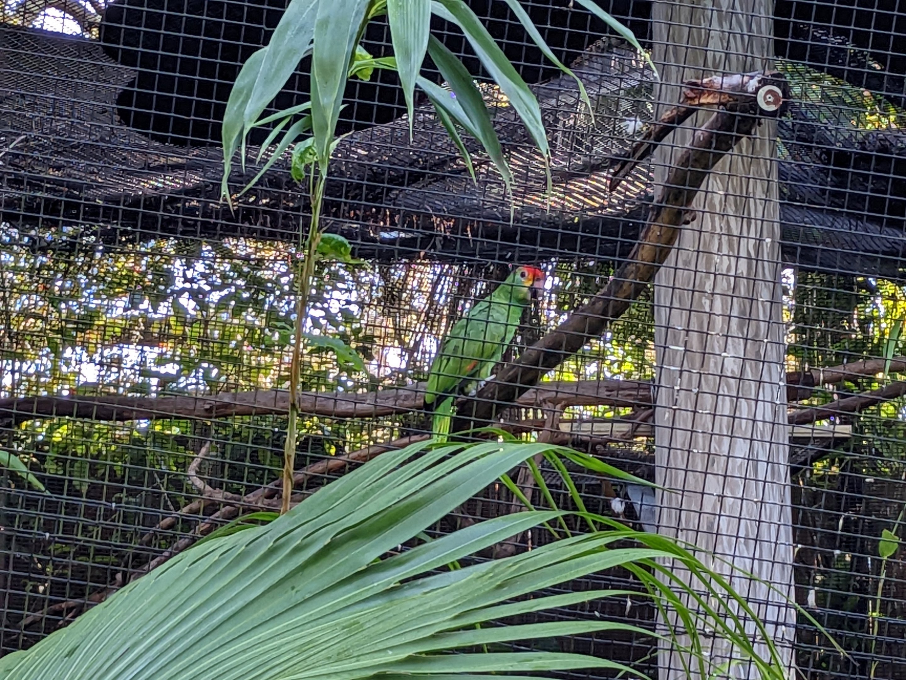 Main Aviary - Red browed amazon parot