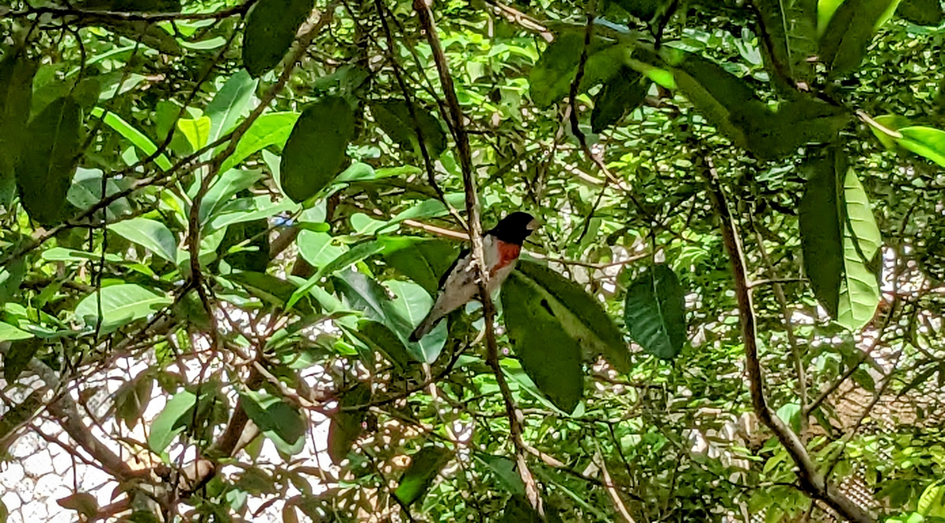 Main Aviary - Rose-breasted grosbeak